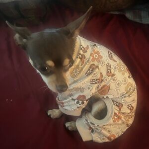 Little paws pet apparel